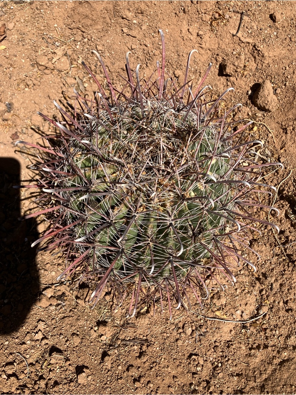 Fishhook barrel cactus , bare root , 10 to 20 lb plants, your choice of 10